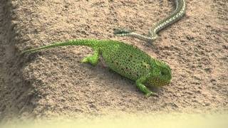 Chameleon v snake HD [upl. by Adina]