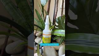 How To Get Gnats Off Your Beautiful House Plants Naturally Credit TikTokSheshopdealz [upl. by Nylhsa302]