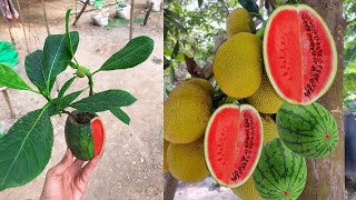 how to jackfruit tree bear fruit propagate Jackfruit in pomelo fruit amp Use Aloe Vera Boosting root [upl. by Aynodal100]