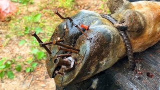 Experts use stone to treat cow feet  cleaning and trimming [upl. by Noyad]