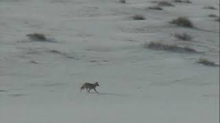 Verminators Colorado Coyote Hunt [upl. by Emsoc]