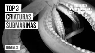 El enigma de 3 criaturas submarinas captadas en vídeo  Misterios de las profundidades [upl. by Clara]