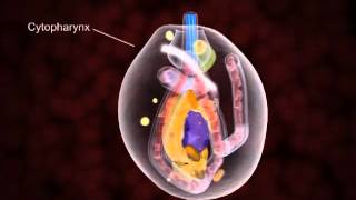 Animation showing the details of the structural organization in the amastigote [upl. by Chappelka]