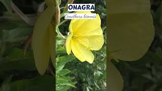 ONAGRA  plants medicine medicinalplants agroecology bio shorts agro world new agriculture [upl. by Elleval437]