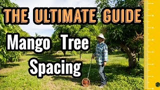 The Ultimate Guide to Mango Tree Spacing [upl. by Janus]