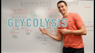 Glycolysis Explained Aerobic vs Anaerobic Pyruvate Gluconeogenesis [upl. by Flyn]