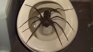 10 Biggest Spiders Ever Encountered [upl. by Oretna426]