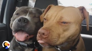 SWEETEST Pit Bull Labeled Dog Aggressive  The Dodo [upl. by Amikahs]