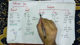 Guyton Chapter 51 last part Function of horizontal cells bipolaramacrineganglions cellsphysio [upl. by Ajram567]