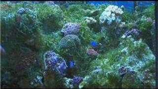 Saltwater Fish Tanks  Beginners Guide to Saltwater Fish Tanks [upl. by Sacken]