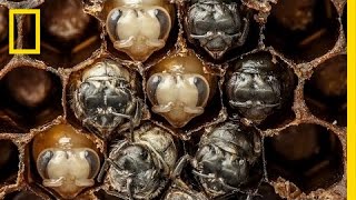 Amazing TimeLapse Bees Hatch Before Your Eyes  National Geographic [upl. by Ramburt]