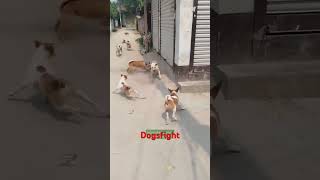 Dogsfight Street 🐶 dogfights [upl. by Navis]