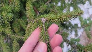 Serbian Oriental Norway amp Black Hills Spruce Update  Others [upl. by Callum]