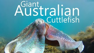 The Giant Australian Cuttlefish [upl. by Ahseihs523]