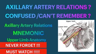 Axillary Artery Relations Mnemonic Upper Limb Anatomy [upl. by Jamnis]