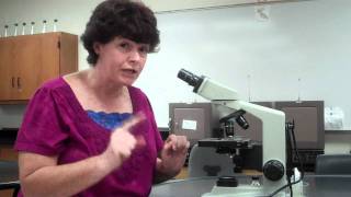 How to use a microscope and oil immersion [upl. by Foushee975]