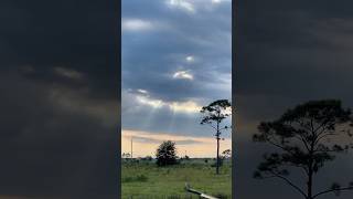 Cows and Big Sun Rays Hackberry louisiana shorts cows spirituality september 91524 ship [upl. by Bodkin199]