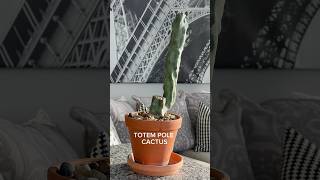 Totem pole cactus ￼ [upl. by Ener862]