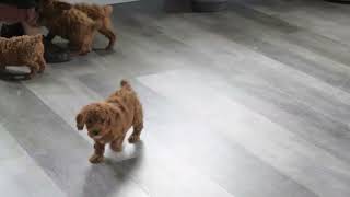 Mini Poodle Puppies For Sale [upl. by Oremodlab]