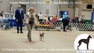 Toy Group and Daintys Cashmere Stetson at the Austin Kennel Clubs show in Belton Texas  092024 [upl. by Nodal13]