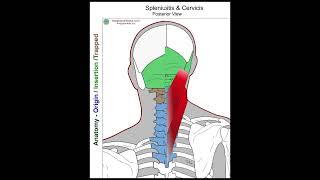 Splenius Capitis  Anatomy Perspective [upl. by Lucier459]