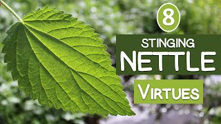 The 8 Virtues of STINGING NETTLE [upl. by Alcott]