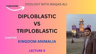 DIPLOBLASTIC AND TRIPLOBLASTIC ANIMALS [upl. by Engel990]