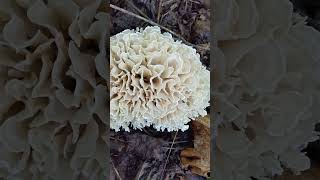 Eastern cauliflower mushroom Sparassis spathulata mushroom wildmushrooms cauliflower [upl. by Babbette]