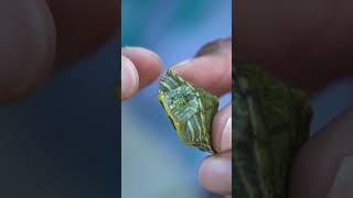 TURTLE INSIDE FISH is ALIVE Shorts [upl. by Aneeram]