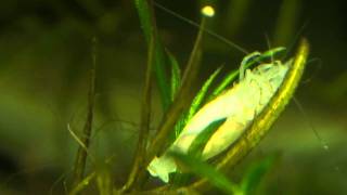 white pearl shrimp planaria [upl. by Bbor]