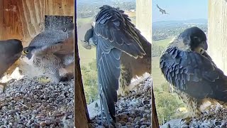 FalconCam ProjectMarri returns amp throws parents out of the box 😂823 am 20231210 [upl. by Naved]