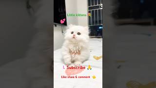 quotNew Mischief Little Kitten s Cute Adventurequotytshorts😻 [upl. by Ari278]