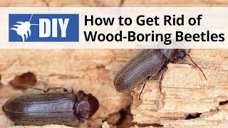 How to Get Rid of Wood Boring Beetles  DoMyOwncom [upl. by Cnut937]