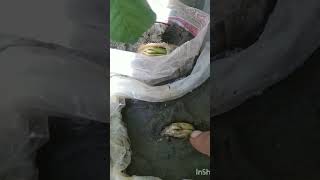 Germination of Mango seed and mango fertilizer [upl. by Ilam]