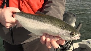 Basic Techniques for Trout Fishing in Washington [upl. by Egedan49]