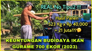 Keuntungan Budidaya Ikan Gurame 700 Ekor 2023  Real No TipuTipu [upl. by Sihon]