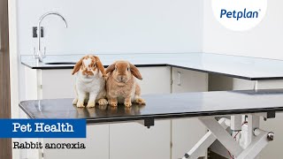 Petplan Common Illnesses  Rabbit Anorexia [upl. by Eelram]