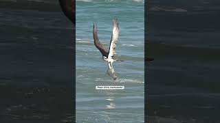 Amazing Osprey dives talon first into the ocean and grabs a huge flat flounder fish bird fishing [upl. by Analaf]