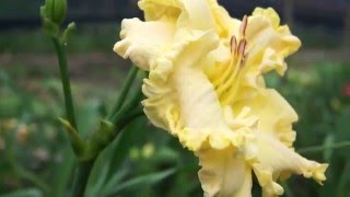 The Lily FarmGIANT CANARY 2016 Tet introduction [upl. by Pavkovic103]