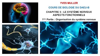 Chapitre 5  1ère Partie  Organisation du système nerveux et du neurone  Cours de Biologie [upl. by Attenohs]