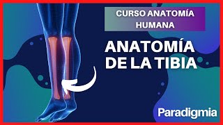 Anatomía de la Tibia  Explicación Sencilla y con Modelo en 3D 🤯 [upl. by Seabury]