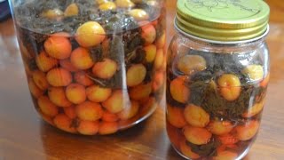 How To Make UmeboshiJapanese Salt Plums  Umeboshi from Apricots [upl. by Annnora905]