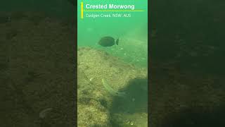 Crested Morwong at Cudgen Creek [upl. by Knitter]