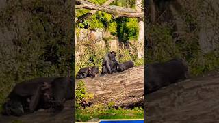 Primates Apes of Planckendaelamp Pairi Daiza Zoo Please subscribe thanks😀planckendael pairidaiza [upl. by Bilat]