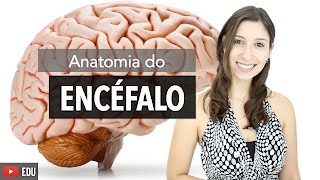 Sistema Nervoso 26 Anatomia do Encéfalo e Estruturas de Proteção  Anatomia e etc [upl. by Mudenihc]