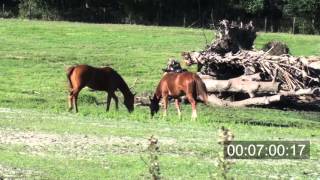 Horse Ethogram Video [upl. by Eillod]