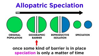 Types of Speciation Allopatric Sympatric Peripatric and Parapatric [upl. by Neehsar]