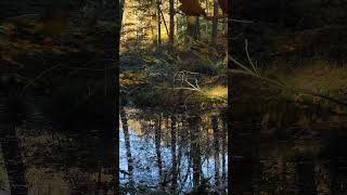 Herbstwald am See [upl. by Eniar]