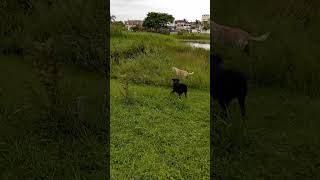 Te peguei shortvideo cachorro ilhacomprida caramelo doglover lagoa pets petnapraia [upl. by Fleischer]