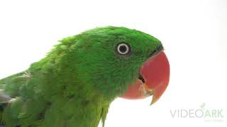 A great billed parrot Tanygnathus megalorynchos at Loro Parque Fundacion [upl. by Fugazy]